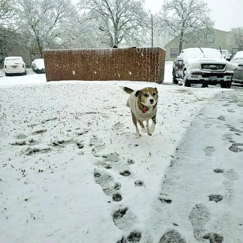 Dani 🦁🐆 tweet media