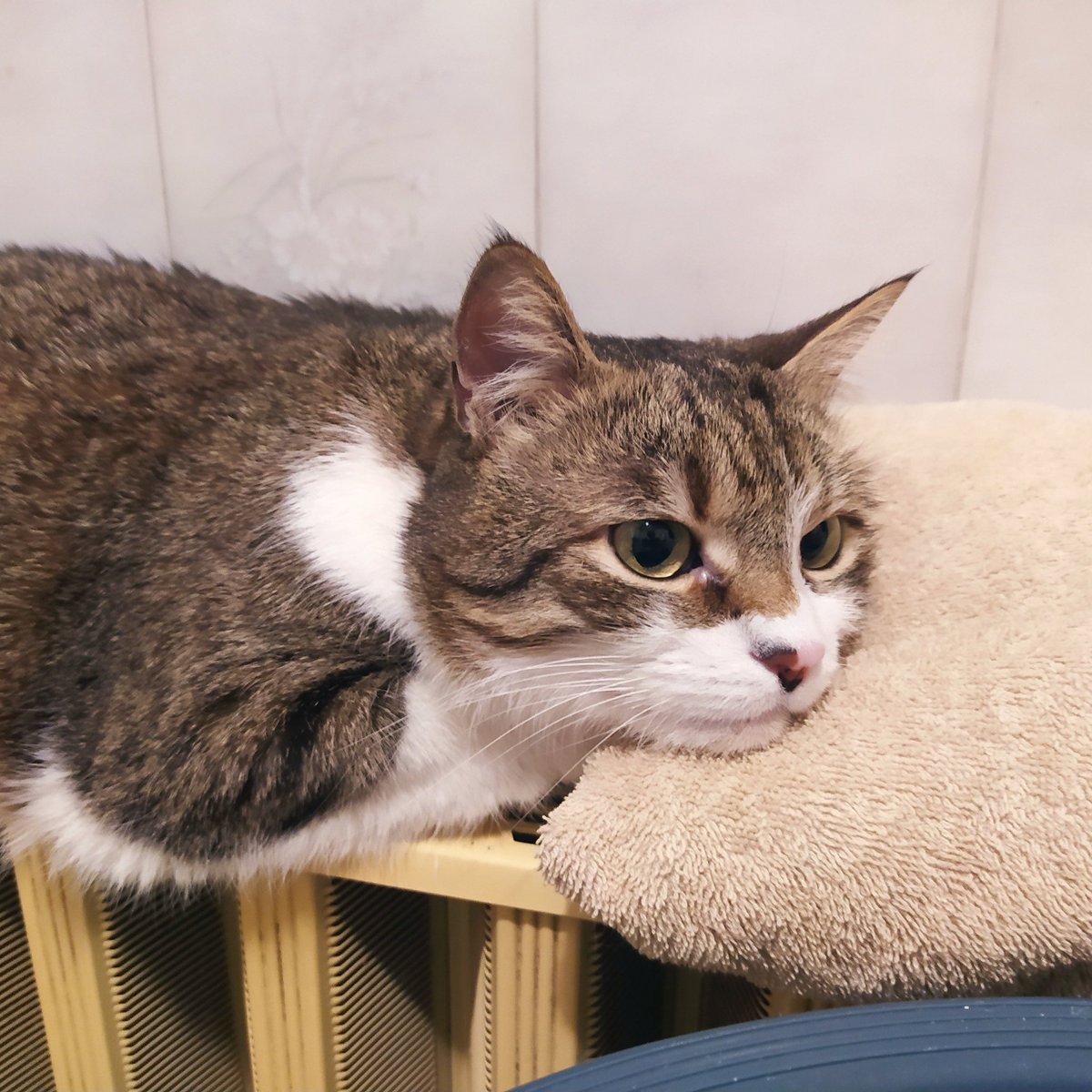 CatSzamoca's tweet photo. Thinking about food. Hooman decided I'm fat, so I have to eat less of my favourite yum-yum. She is the devil. Needs to learn a lesson. Now I have her freshly washed towel, so she has to use a new one.

#cat #CatsOnTwitter #fatcat #CatOnDiet #tabby #hungariancat #Dreamer https://t.co/MRkHaN2CNO