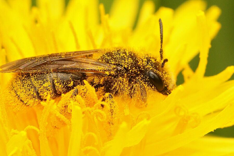 MwendiYG's tweet photo. Saving bees and other pollinators is more than just saving them, it is saving ourselves, ecosystem and the better of our future generations.🐝🌍🐝
#SaveTheBees #neonicotinoids #conservation #Sustainability #biodiversity #ClimateAction #climatechange
#MyTwitterAnniversary https://t.co/gG48ABwdNI