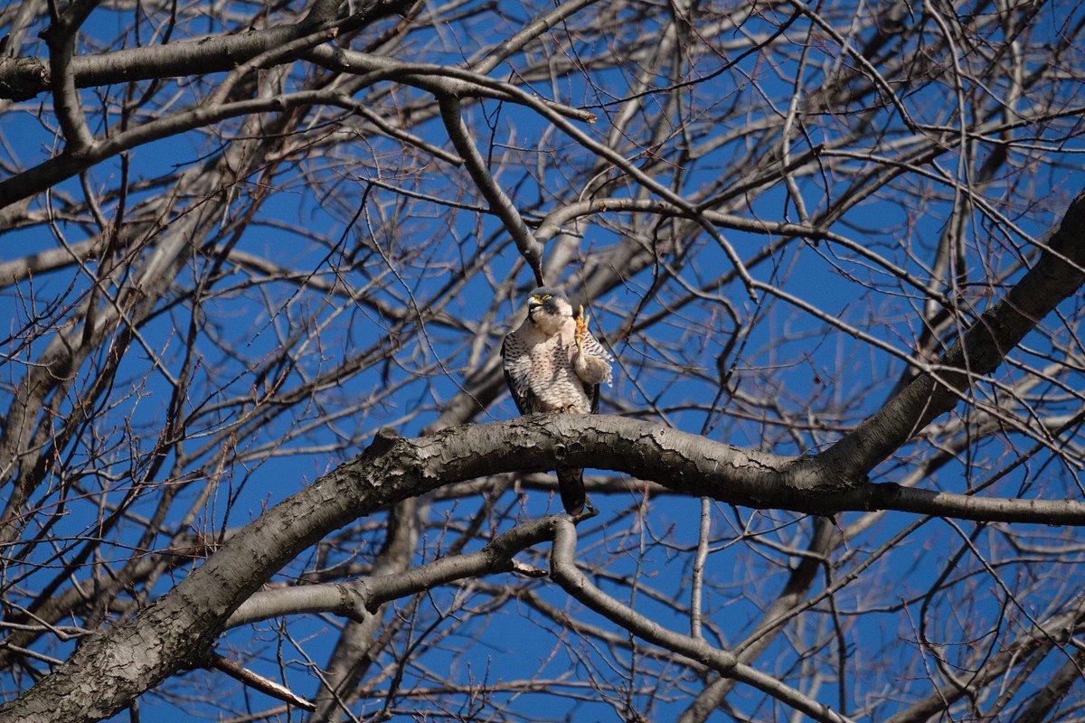 Rgrossma_'s tweet photo. A very expressive #peregrinefalcon spotted at the northwest corner of the @CentralParkNYC reservoir on Sunday afternoon 

@BirdCentralPark https://t.co/ziAE7GDIUJ