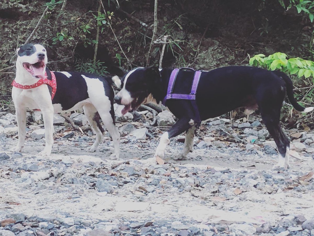 Que mejor amor 🥰 🐶 que el de una mascota
