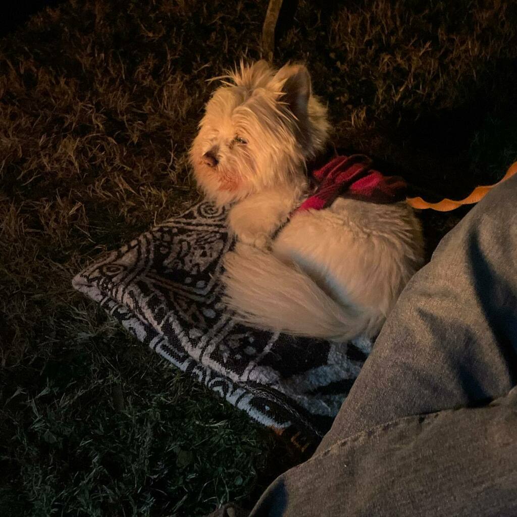nigelpetrie's tweet photo. Not spoiled at all. #campfire #dogsofinstagram #pomeraniansofinstagram #pomeranianmix #terriersofinstagram #terriermix #adoptdontshop #rescuedogsofinstagram #seniordogsofinstagram https://t.co/cI4zbIp4Z5 https://t.co/XySmuvILmx