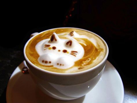 seokuva's tweet photo. cute animals in cups of coffee ☕️ https://t.co/ydOvRNNNIy