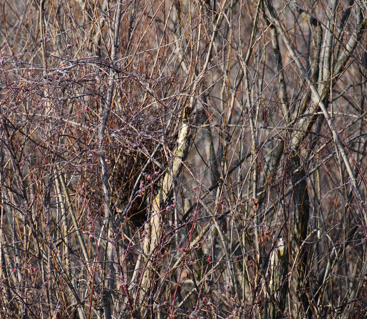  @DocGiani  @Julieluvsotalia  @buttons30  @sparcharge  @mayaayana  @Vaughn11Robin  @Janellepm  @Zoogirl16  @kathyparman  @CathieBreed  @JillLorieHurst @crystalchappell  #Birdpic4Anne 1- Over last 3 wks Ive been hunting Owls and coming up short. Got a lead today, took shot of maybe bird...