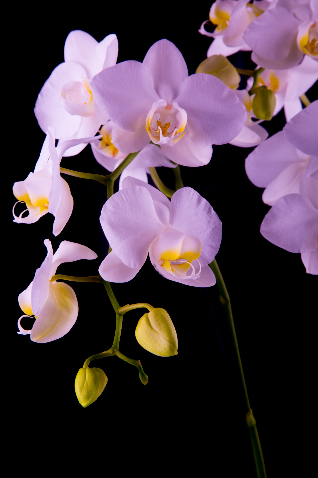 366日の花個紋 1月11日の花個紋 結び胡蝶草 むすびこちょうそう 個意ことば 成就 思い描いた夢をしっかりと実現する人 今日の花個紋はこちら T Co Bhmwlmvtwe 誕生日 深津絵里 松岡昌弘 Hanakomon 花個紋 T Co I41k8ntdtn