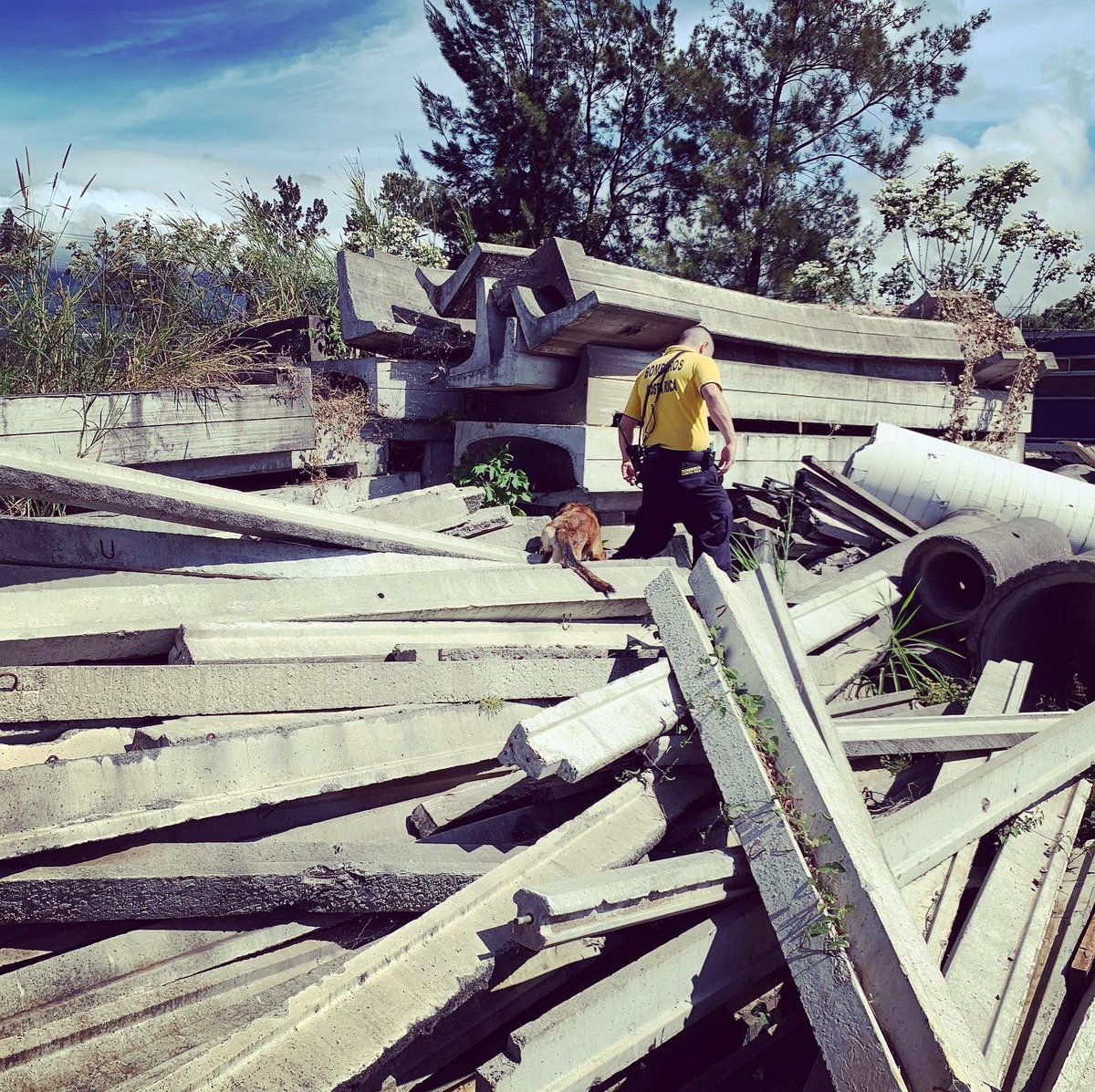 UCBCBCR's tweet photo. Feliz domingo. 
Buen día para que Aloha estire las “patas” 
#FelizDomingo #k9 #rescue #rescuedog #bomberos #somosprevencion #rescate #searchandrescue https://t.co/0ZaXriMKgu