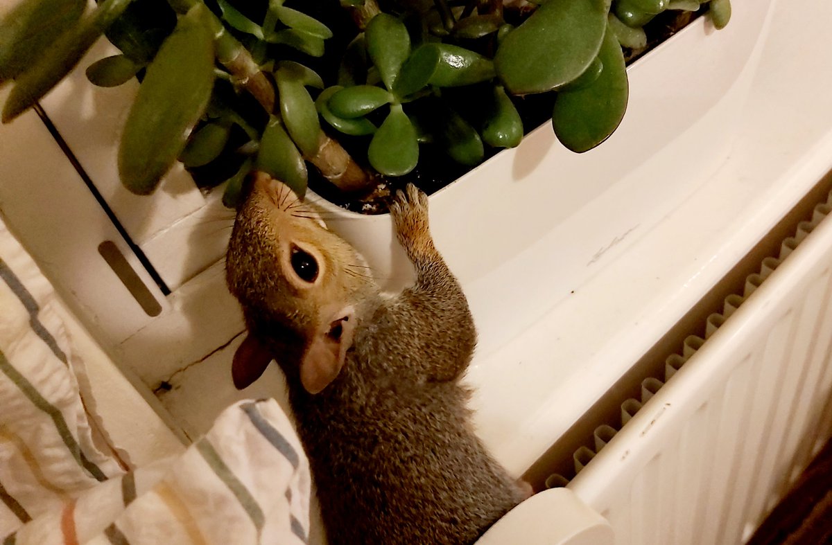 WHAT KIND OF AVOCADO IS THAT, MUM? Not allowed, Pip, sorry!!! #pets #pet #HouseplantAppreciationDay #houseplant #HouseplantHour