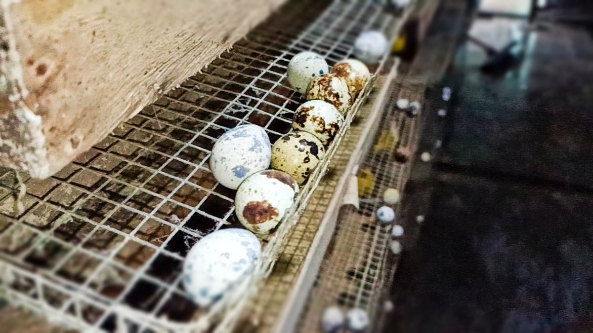 in a pandemic like this, in Indonesia the market for marketing quail eggs is declining, it can be said that it is very difficult, plus the condition of the rising feed prices, you have to turn your marketing strategy into a better direction

#quail
#quailfarm
#quaileggs 
#market