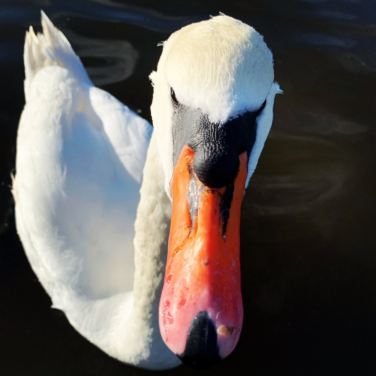 UOP_SCCJ_CFS's tweet photo. Who misses swanning π¦’ about in #southsea? #studybythesea #lovewhereyoulive #mondaymotivation https://t.co/76lUrkUvCL