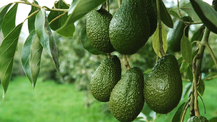 AcresVirtual's tweet photo. Avocados provide many essential nutrients for famers and their families. Avocados are also highly sought after at the markets, making them a reliable income generator too.
#Virtualacres
#avocado https://t.co/iSYpW3MZsM