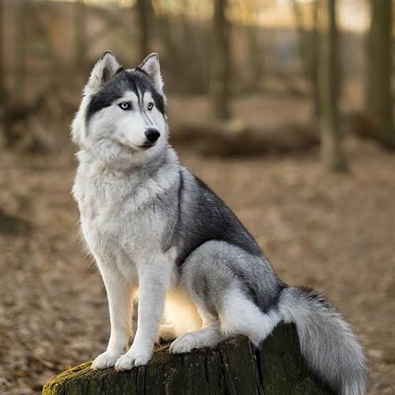 Husky_992's tweet photo. siberianhusky #husky #dogsofinstagram #huskylove #dog #huskylife #huskypuppy #huskiesofinstagram #huskies #huskygram #huskylovers #dogs #puppy #huskynation #huskyworld #huskyphotography #dogstagram #instadog #instahusky #siberianhuskypuppy #huskyofinstagram #doglover https://t.co/hm5CUWz3wg