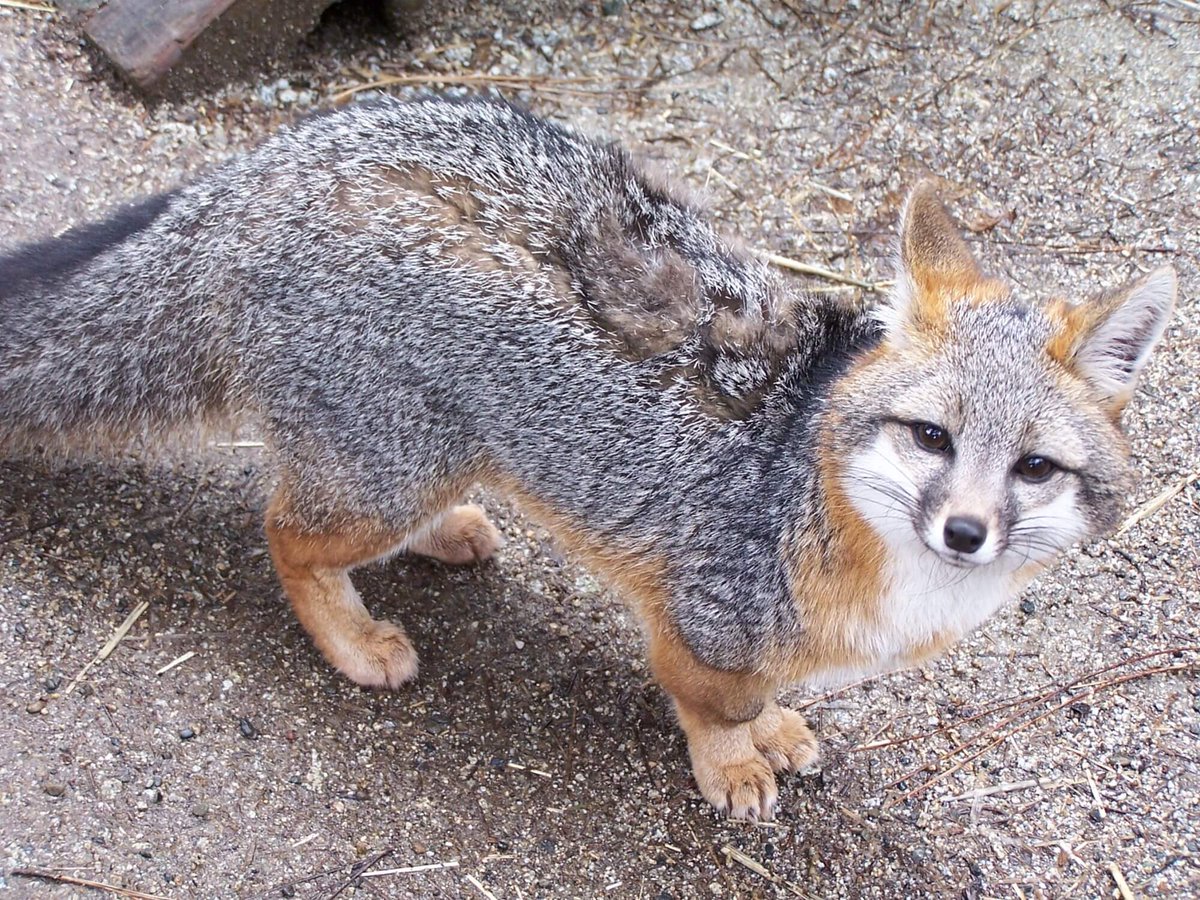 Gray Fox