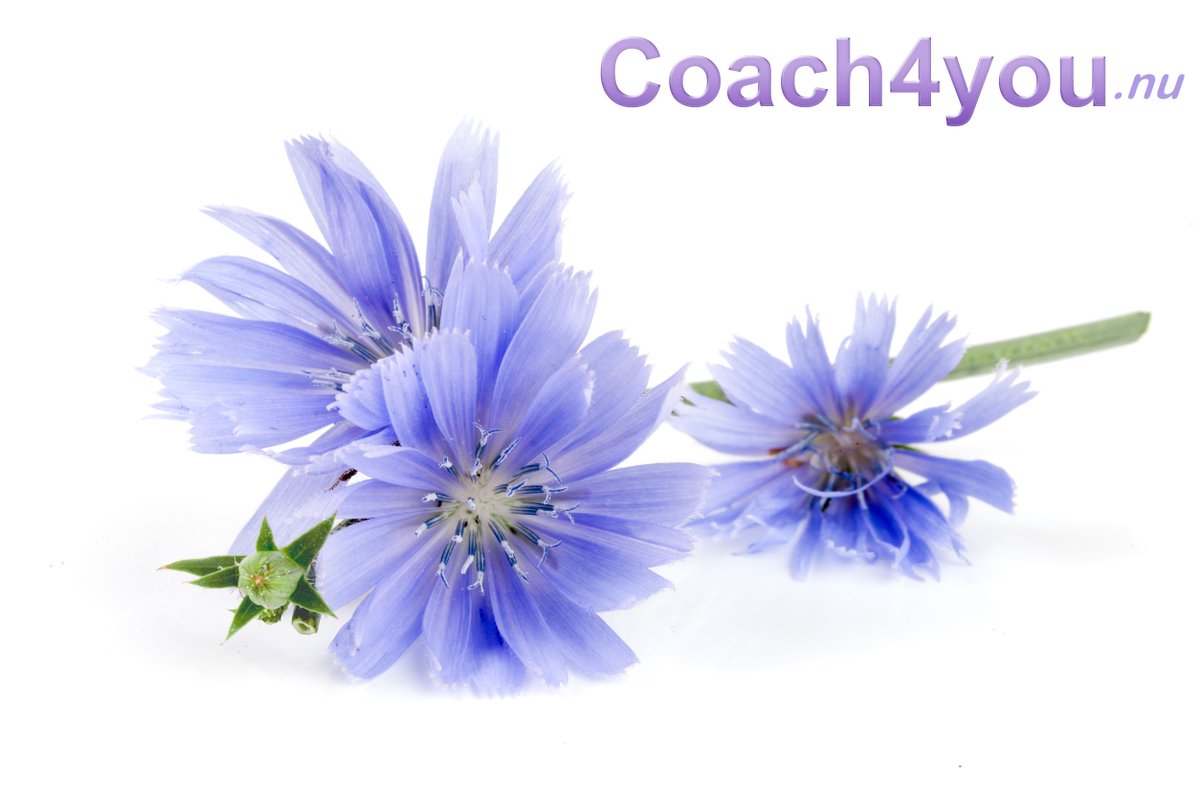 Volg jij Coach4you.nu al op #instagram
instagram.com/coach4you.nu/