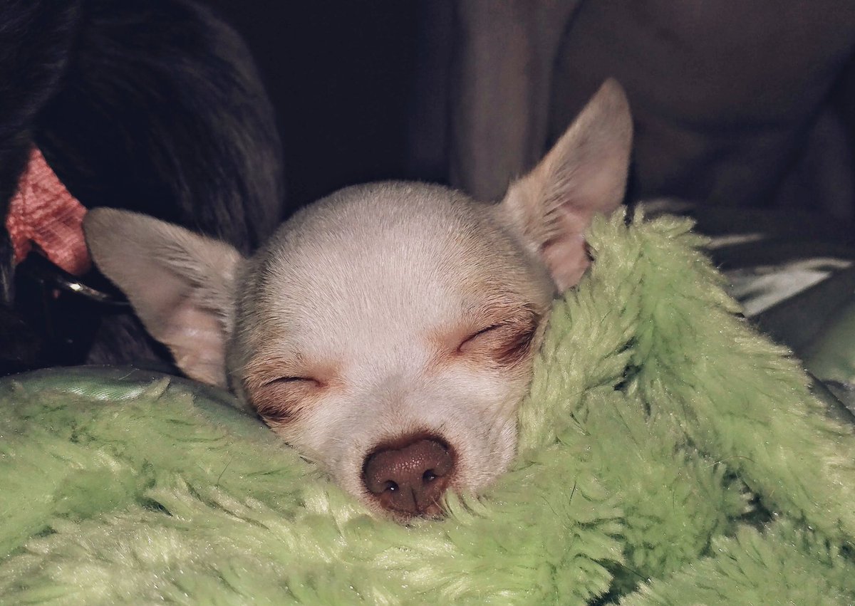 motleypack's tweet photo. Lola, aka bananas, aka bana, aka baby loles, is a purebred reject because her tail has a kink in it. I don’t think she minds. #Chihuahua #tinybutmighty #dogsoftwitter #smol #dogpack https://t.co/dIxm4xLlVY