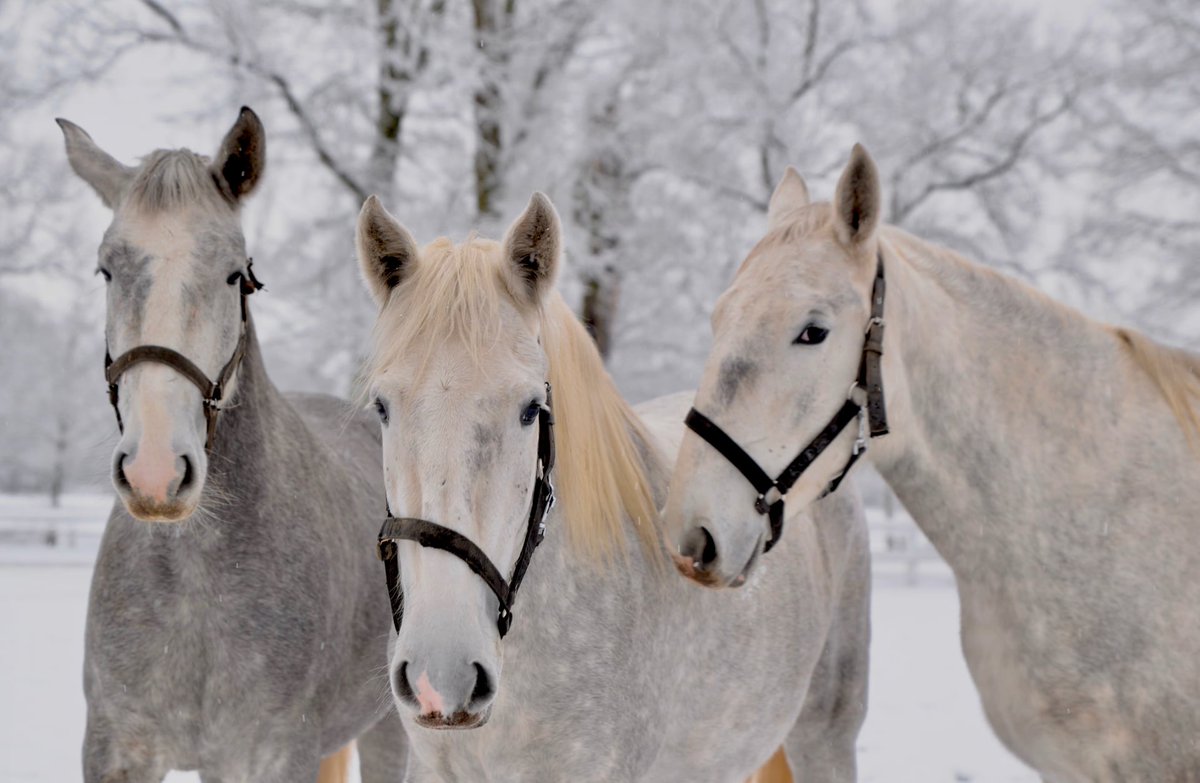 CzechCentreBxl's tweet photo. Having a #BlueMonday ? We thought these winter wonderland pictures from National Stud
at #KladrubynadLabem might cheer you up ❄️🐴

#monday #narodnihrebcin #visitcz #visitczechrepublic #czechrepublic @VisitCZ @Ceska_centra https://t.co/d1RTajJuSK