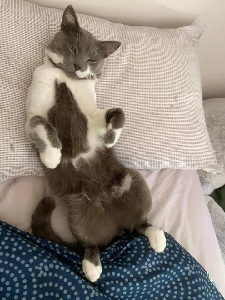 IFRcats's tweet photo. Mr Benson - a massive cutie pie!

#IFRMrBenson https://t.co/R3jnsW657Y