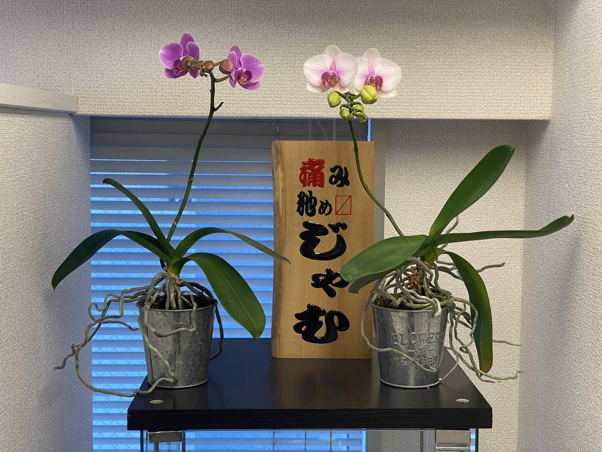 1鉢は空中栽培へ