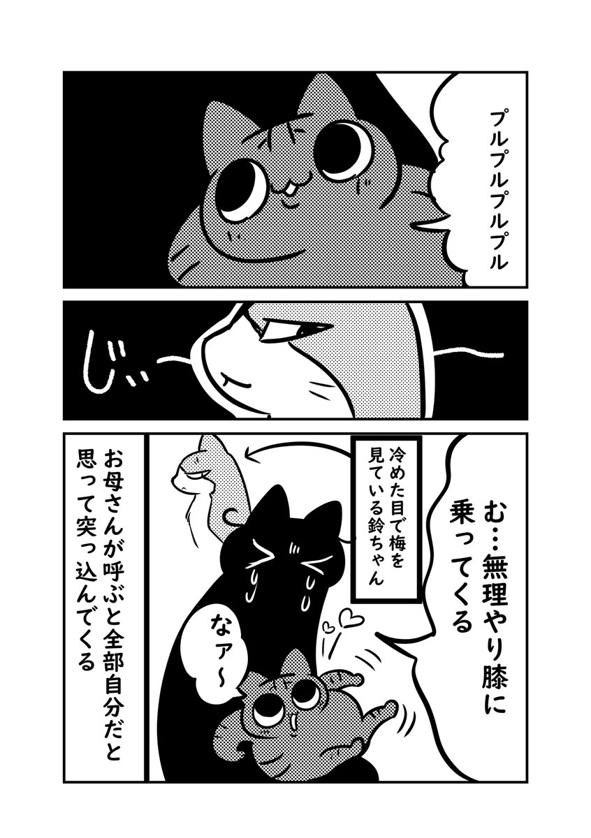 実家の猫梅はお母さんが呼ぶのは全部自分の事と思ってる節がある  
#ぬら次郎日記 #猫パン日記 