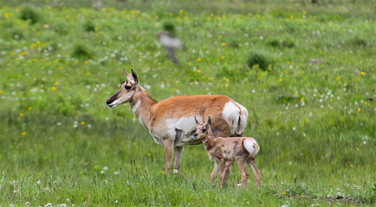 The trickle down economy isn't about money, it's about effects. Our plan to Rewild the West benefits the individual over the corporation and results in a savings of hundreds of billions in subsidies, significant reductions in GHG pollution and a thriving environment.