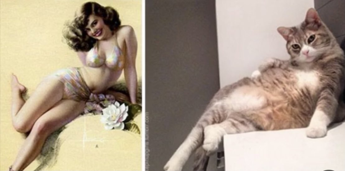 Thread: Cats posing like Pinup Girls @she_jedi  @Deedz_A  @Hawksnicky