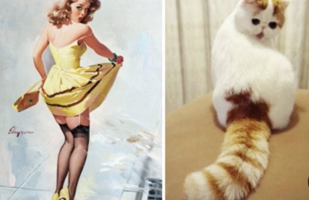 Thread: Cats posing like Pinup Girls @she_jedi  @Deedz_A  @Hawksnicky