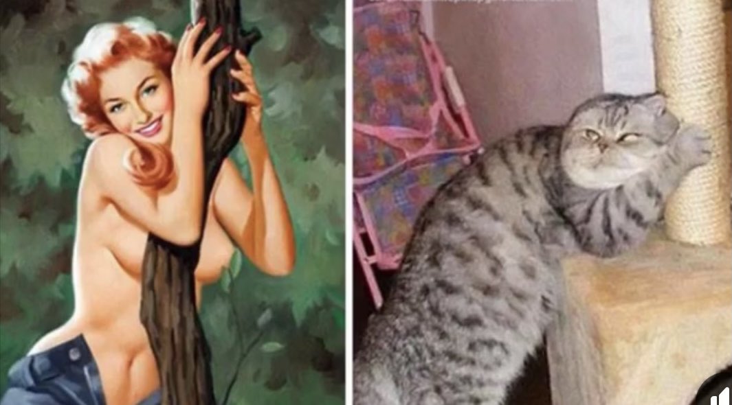 Thread: Cats posing like Pinup Girls @she_jedi  @Deedz_A  @Hawksnicky
