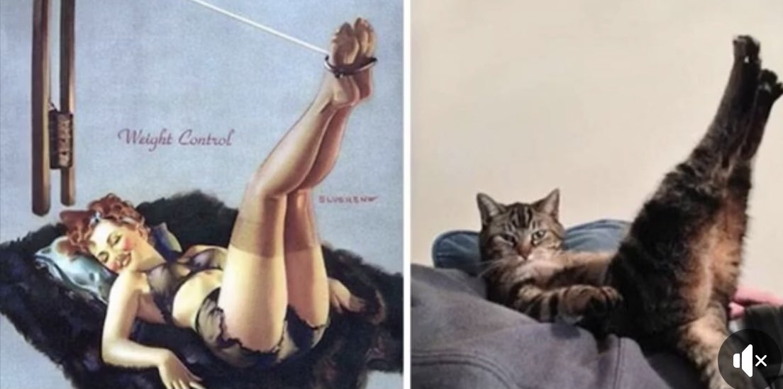 Thread: Cats posing like Pinup Girls @she_jedi  @Deedz_A  @Hawksnicky