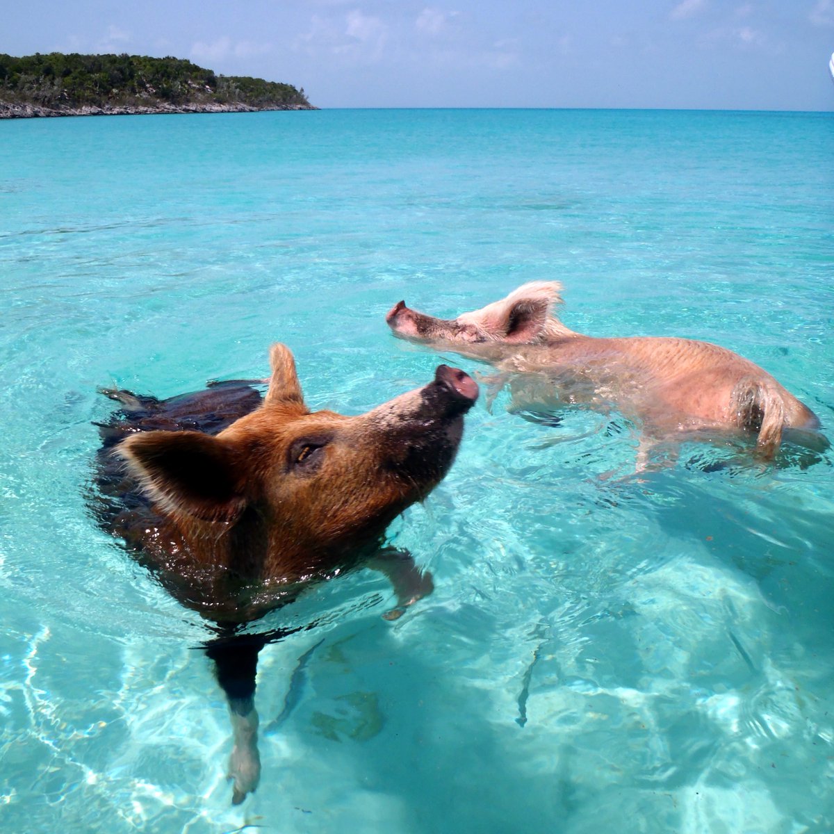 PigEveryHour's tweet photo. The only things I want to see floating in the ocean are pigs. Do better, people. https://t.co/SsXtmMRXXL