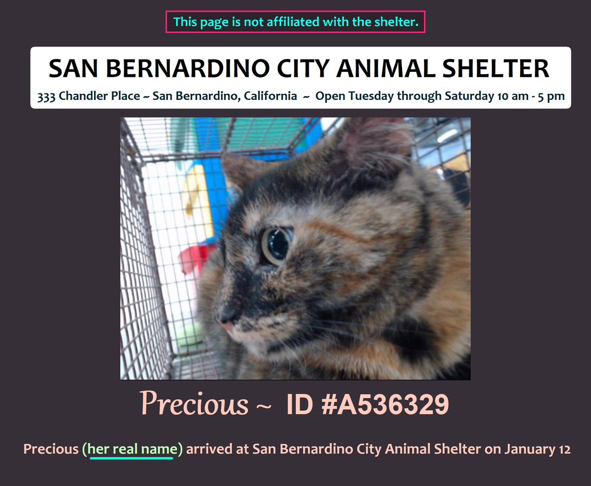 PeterAskin1's tweet photo. Tortie kitty "Precious" ID #A536329 in #SanBernardinoCA at the #CityAnimalShelter is in dire straits with death hovering nearby! Let's get some saving happening please! Adopt (phone 909) 384-1304 for an appointment to meet)! Pledge for rescue! VERY URGENT!
https://t.co/WdmkA1P1At https://t.co/BOql83eiYN