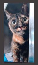 PeterAskin1's tweet photo. Tortie kitty "Precious" ID #A536329 in #SanBernardinoCA at the #CityAnimalShelter is in dire straits with death hovering nearby! Let's get some saving happening please! Adopt (phone 909) 384-1304 for an appointment to meet)! Pledge for rescue! VERY URGENT!
https://t.co/WdmkA1P1At https://t.co/BOql83eiYN