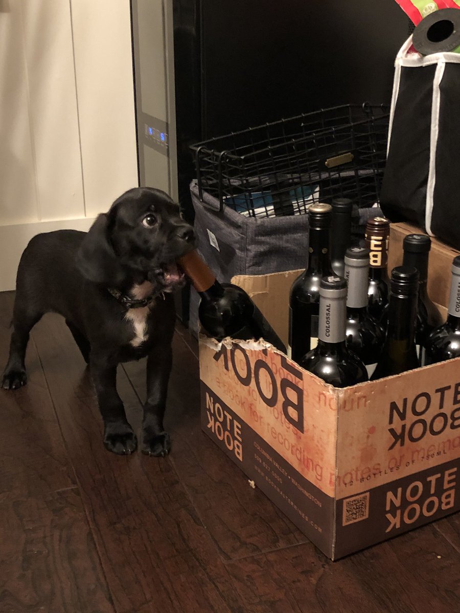 ECDesigns12's tweet photo. @lindsaycohen Tug likes wine 🤣🍷 https://t.co/3tRbtztcIb
