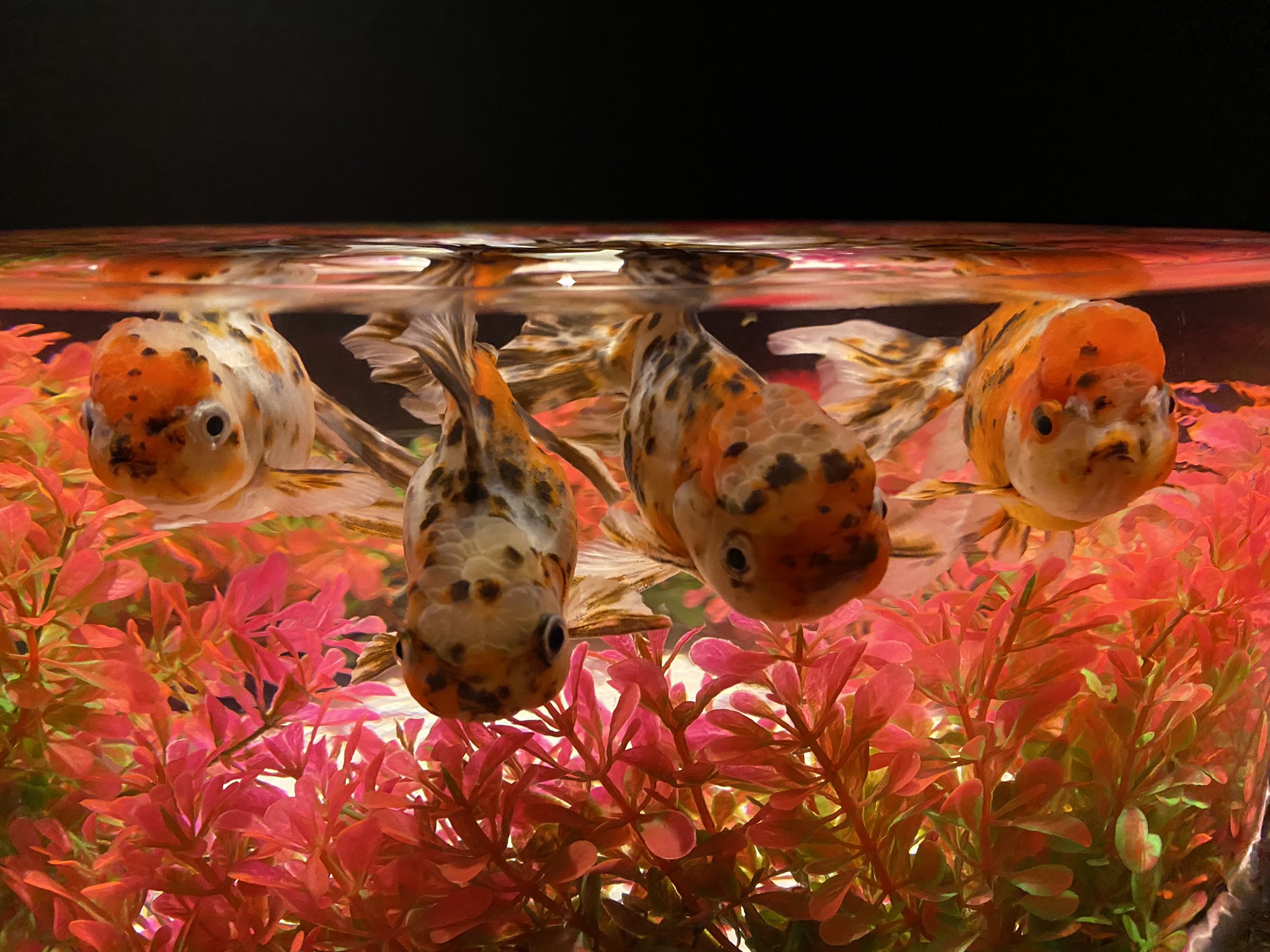 じゅんこ アートアクアリウム展 高知 金魚の海 ベニーニ Kingyo アートアクアリウム展 高知 T Co Rebgskslmo Twitter