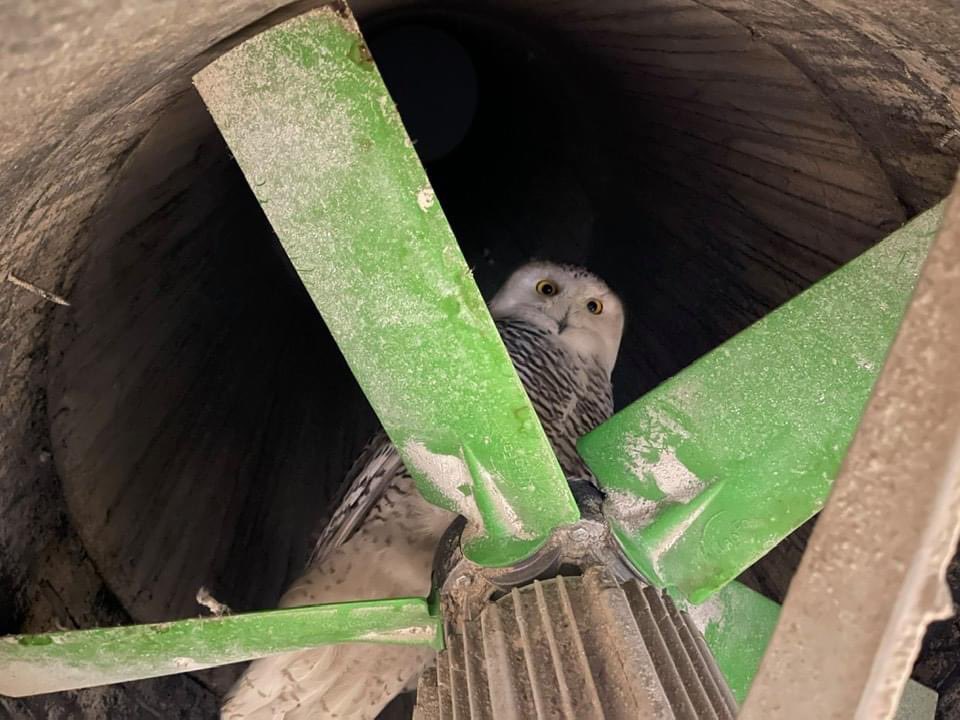 pverkley's tweet image. Was not expecting this when I got to the barn this evening to spread out the straw...
