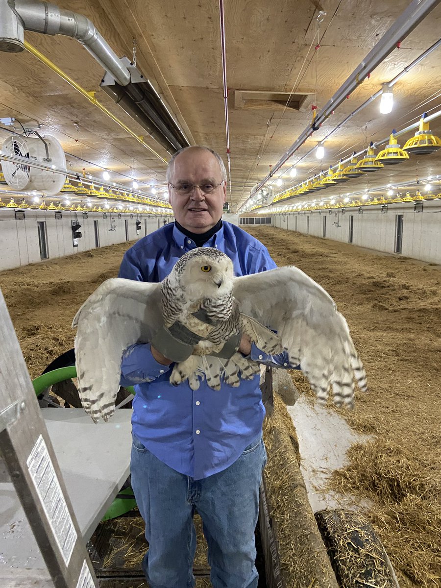 pverkley's tweet image. Was not expecting this when I got to the barn this evening to spread out the straw...