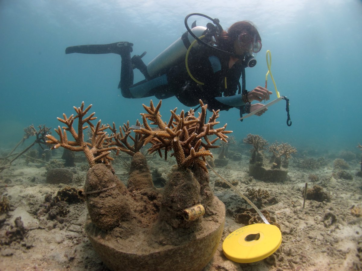 ConservationD's tweet photo. 2021 is going to be a year of launches!

We are opening up NEW CENTERS, making #ConservationDiver projects and education available on a much more #global scale!

Check out our website for more information, or get in touch! 
#coralreefconservation #coralconservation #marinebiology https://t.co/X925OhV9tS