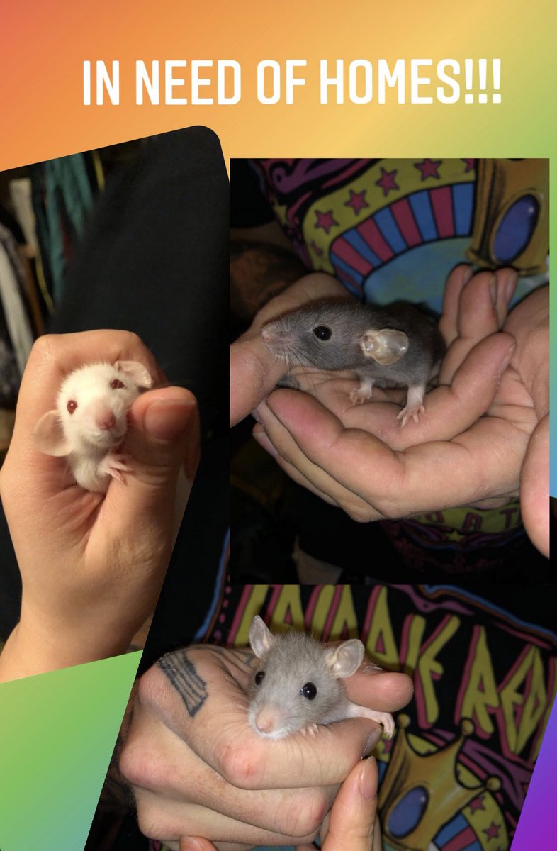 sammytse_'s tweet photo. Please help me find homes for these baby rats!! There are 2 more not photographed 🐭 https://t.co/L3HS3AvNA9