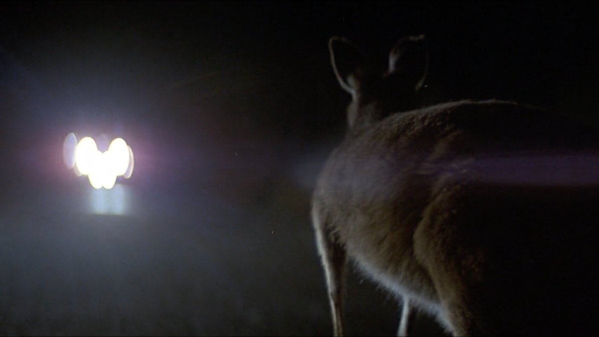 LONG WEEKEND (Eggleston, 1978)