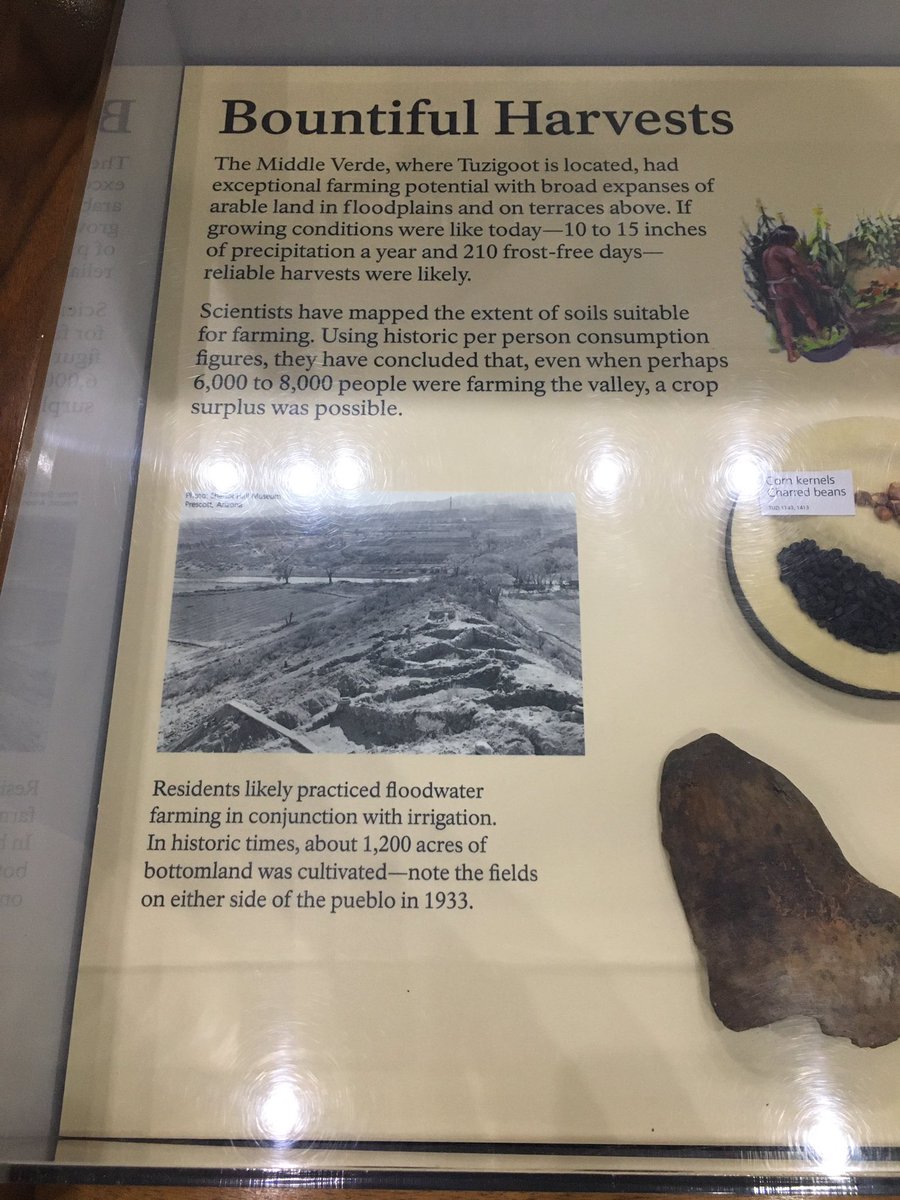Mid-Verde River (near Tuzigoot) is a good place for farming. Sinagua culture people dug irrigation canals to water their crops, & sustained a population of perhaps 6,000-8,000 in the area.