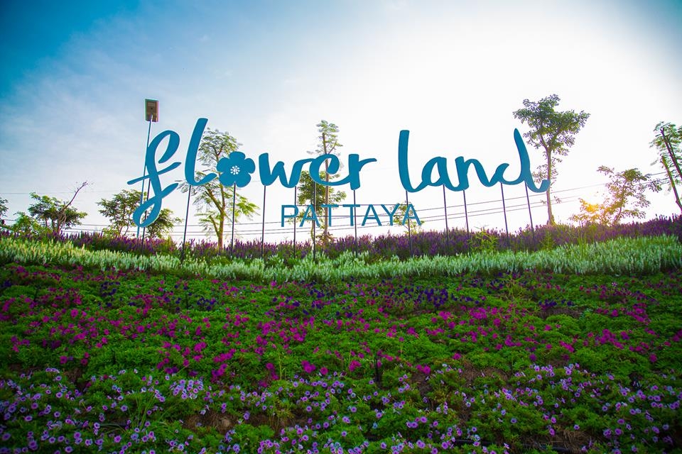 am_holiday's tweet photo. "Flower Land (ฟลาวเวอร์แลนด์) แหล่งท่องเที่ยวใหม่ของเมืองพัทยา ดินแดนแห่งดอกไม้และไม้ยืนต้น บนพื้นที่มากกว่า 100 ไร่ จะถูกสร้างสรรค์ให้กลายเป็นวิมานแห่งดอกไม้เมืองหนาวที่หาชมได้ยากในประเทศเขตร้อนอย่างประเทศไทย 

ภาพ : https://t.co/E88TxVTQsF https://t.co/Jncnjh5W8A