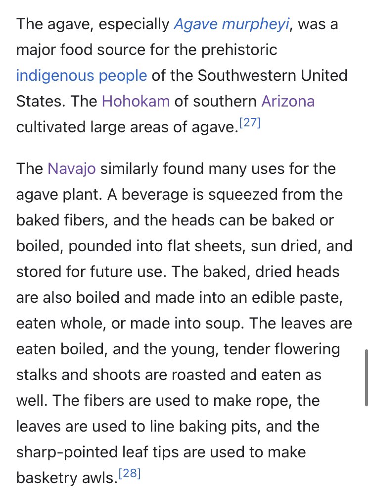 Sinagua people used agave plants extensively. The could be eaten several ways, harvested for fiber for threads in clothes, converted into baskets, or made into rope.