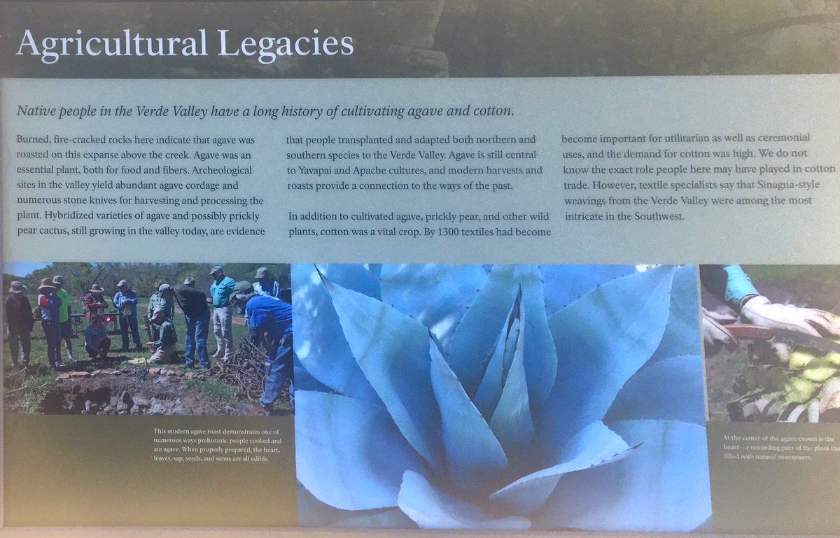 Sinagua people used agave plants extensively. The could be eaten several ways, harvested for fiber for threads in clothes, converted into baskets, or made into rope.