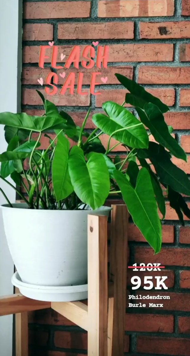 riaaoktora's tweet photo. mau request tetanduran lainnya jg ada, cuman ibune gasempet foto semua aja nih.
#philodendron #aglaonema #tanamanhias #tanduran #indoorplant #ijoijo #sakarepku #singpenting #atiku #seneng #wkwk #ngapain #baca #hastagnya #semua #sih https://t.co/baw1RpP0eC