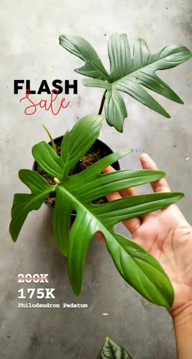 riaaoktora's tweet photo. mau request tetanduran lainnya jg ada, cuman ibune gasempet foto semua aja nih.
#philodendron #aglaonema #tanamanhias #tanduran #indoorplant #ijoijo #sakarepku #singpenting #atiku #seneng #wkwk #ngapain #baca #hastagnya #semua #sih https://t.co/baw1RpP0eC