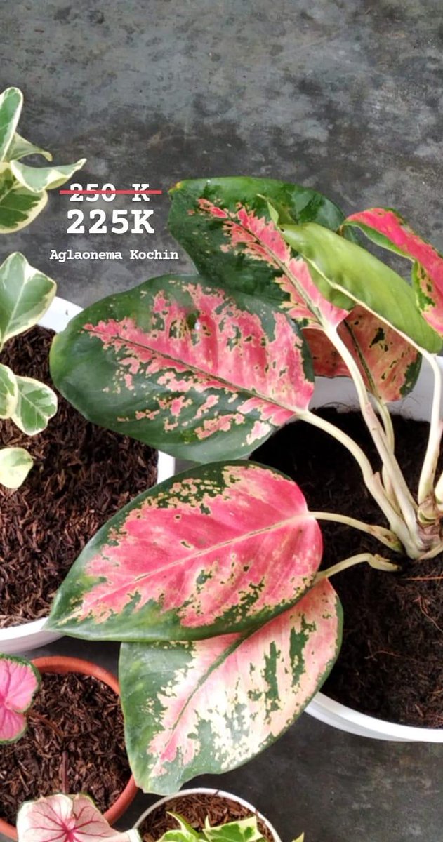 riaaoktora's tweet photo. mau request tetanduran lainnya jg ada, cuman ibune gasempet foto semua aja nih.
#philodendron #aglaonema #tanamanhias #tanduran #indoorplant #ijoijo #sakarepku #singpenting #atiku #seneng #wkwk #ngapain #baca #hastagnya #semua #sih https://t.co/baw1RpP0eC