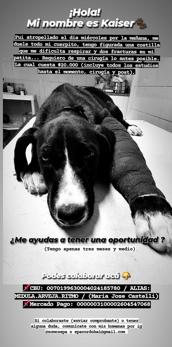 epacba's tweet photo. ¿Amas a los animales? No podes dejar de dar RT.
El dia miércoles este bebe fue chocado, necesita ser operado de manera urgente. Debemos juntar esa suma de dinero para intervenirlo.

¡Ayudanos a ayudar a Kaiser! 🐶♥️ https://t.co/UmJkyCmyQh