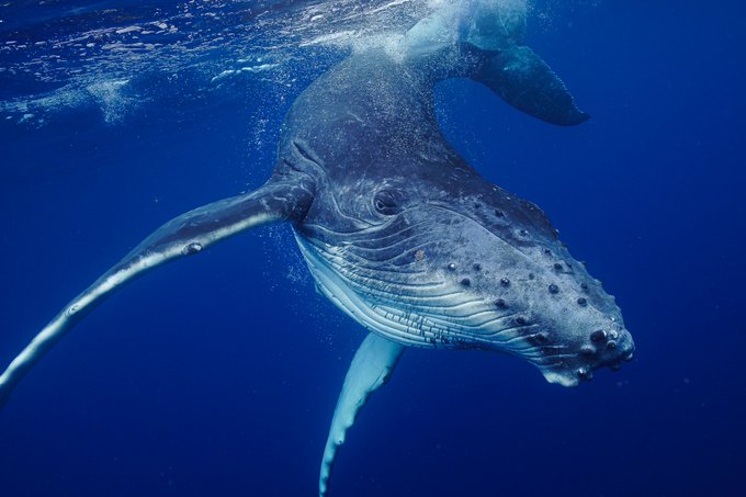 クジラ 高画質 のtwitterイラスト検索結果 古い順 クジラ 高画質 のtwitterイラスト検索結果 古い順