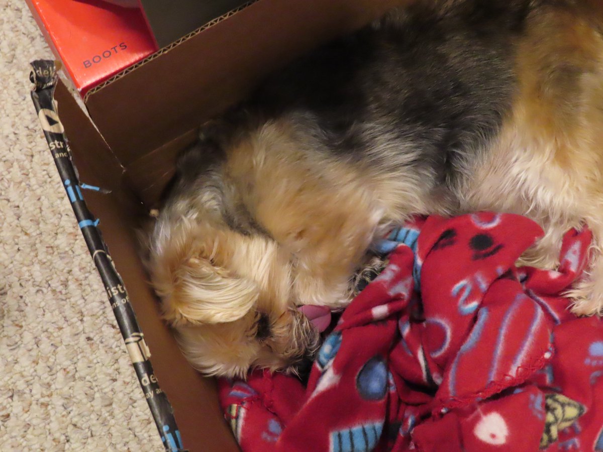 I've finally managed to squeeze in the time to update Kofi to this year's goal for Willie!

Willie has been on heart medication since the end of last year.

I'm aiming to save $420.84 to cover the rest of 2021. Thank you to anyone who can help or share!

ko-fi.com/courtneyelsber…