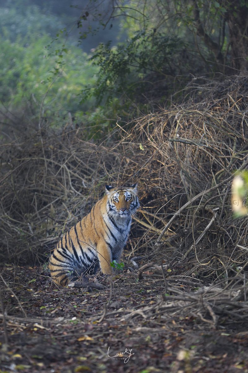 contactgurinder's tweet photo. She is Darling Paaro Paari from Corbett Tiger Reserve Ramnagar Uttarakhand https://t.co/UJYfT8dQIY