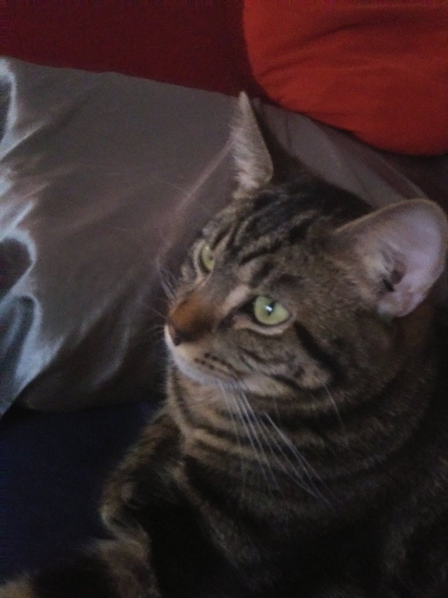 This is my boy Mopar . he was watching Mopars start up on YouTube with me today! Anytime I have loud cars and motors on tv. Mopar gets glued right to the TV set