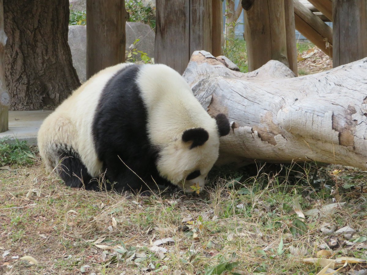 神戸市立王子動物園 公式 何かおやつないかな と 木の下を探すたんたんさん 何も無いとわかった時の表情が とても切なそうで可愛かったです きょうのタンタン たんたんさんのとある日常 王子動物園 ジャイアントパンダ